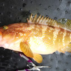 第二龍勢丸 釣果