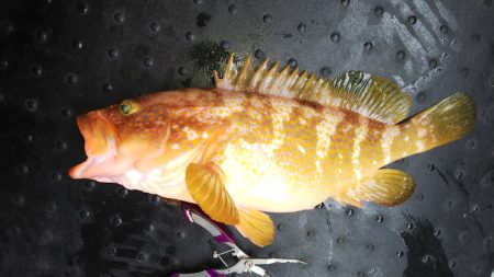 第二龍勢丸 釣果