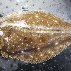 第二龍勢丸 釣果