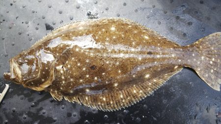 第二龍勢丸 釣果