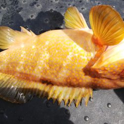 第二龍勢丸 釣果