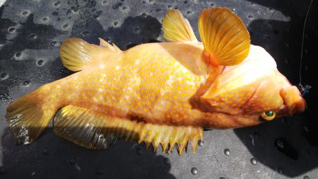 第二龍勢丸 釣果