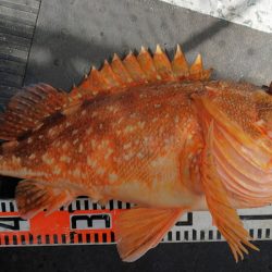 第二龍勢丸 釣果