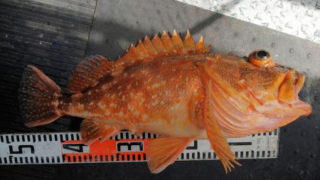 第二龍勢丸 釣果