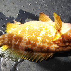 第二龍勢丸 釣果