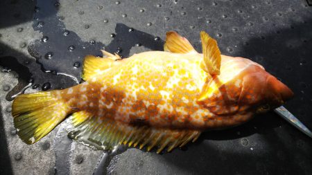 第二龍勢丸 釣果