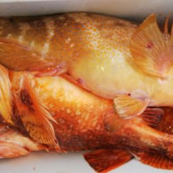 第二龍勢丸 釣果