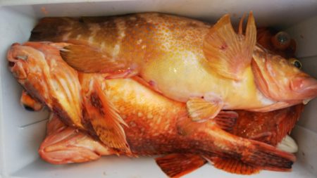 第二龍勢丸 釣果