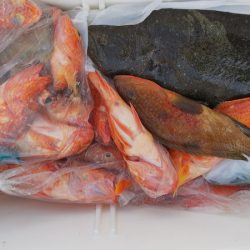 第二龍勢丸 釣果