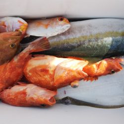 第二龍勢丸 釣果