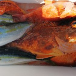 第二龍勢丸 釣果