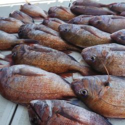 タイラバ遊漁船 ワンピース 釣果