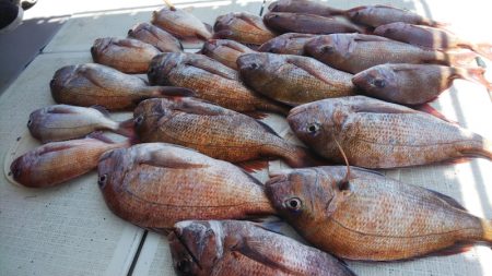 タイラバ遊漁船 ワンピース 釣果