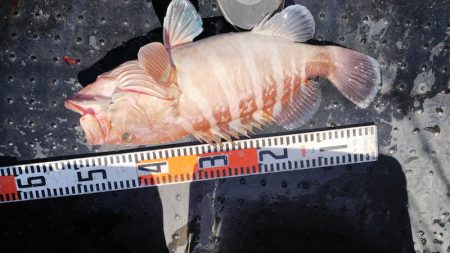 第二龍勢丸 釣果