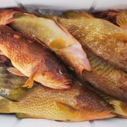 第二龍勢丸 釣果