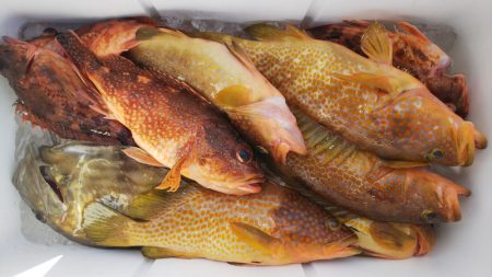 第二龍勢丸 釣果