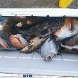 ブルドック 釣果