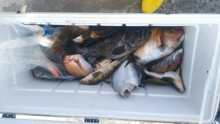 ブルドック 釣果