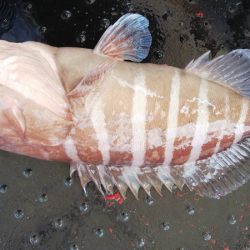 第二龍勢丸 釣果