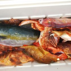 第二龍勢丸 釣果