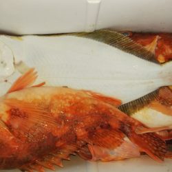 第二龍勢丸 釣果