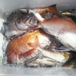 ブルドック 釣果