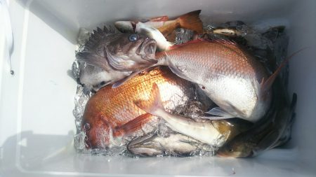 ブルドック 釣果