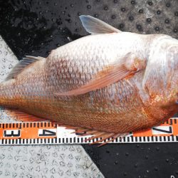 第二龍勢丸 釣果