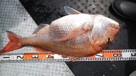 第二龍勢丸 釣果