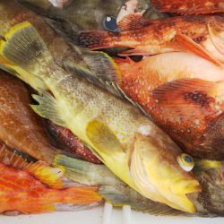 第二龍勢丸 釣果