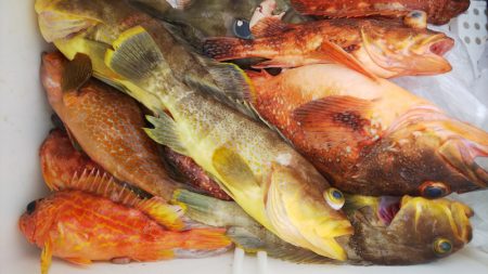 第二龍勢丸 釣果