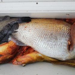 第二龍勢丸 釣果