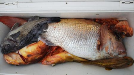 第二龍勢丸 釣果