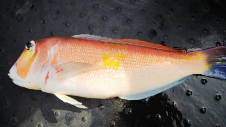 第二龍勢丸 釣果