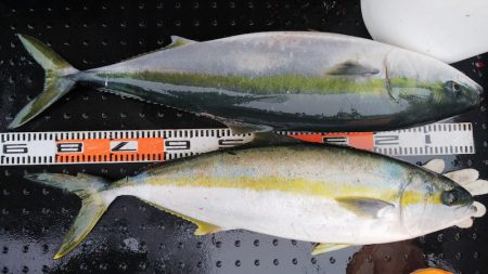 第二龍勢丸 釣果