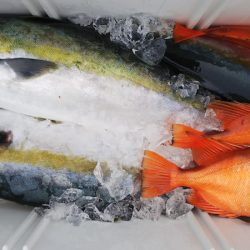 第二龍勢丸 釣果