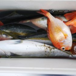 第二龍勢丸 釣果