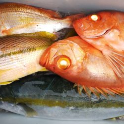 第二龍勢丸 釣果