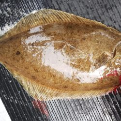 第二龍勢丸 釣果