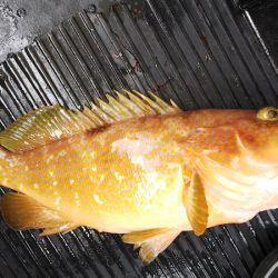 第二龍勢丸 釣果