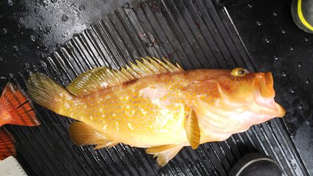 第二龍勢丸 釣果