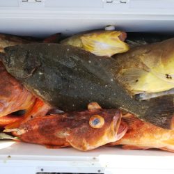 第二龍勢丸 釣果