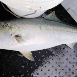 第二龍勢丸 釣果