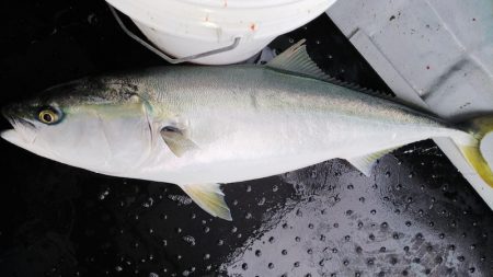 第二龍勢丸 釣果