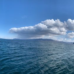 シーランチ 釣果