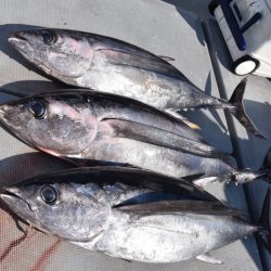 渡船屋たにぐち 釣果