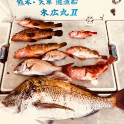 末広丸(熊本) 釣果