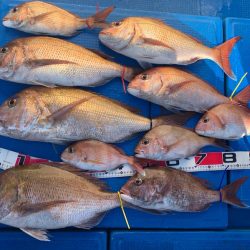 釣鯛洋 釣果