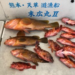 末広丸(熊本) 釣果
