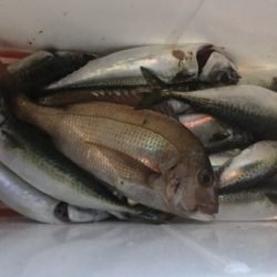 龍神丸(鹿児島) 釣果